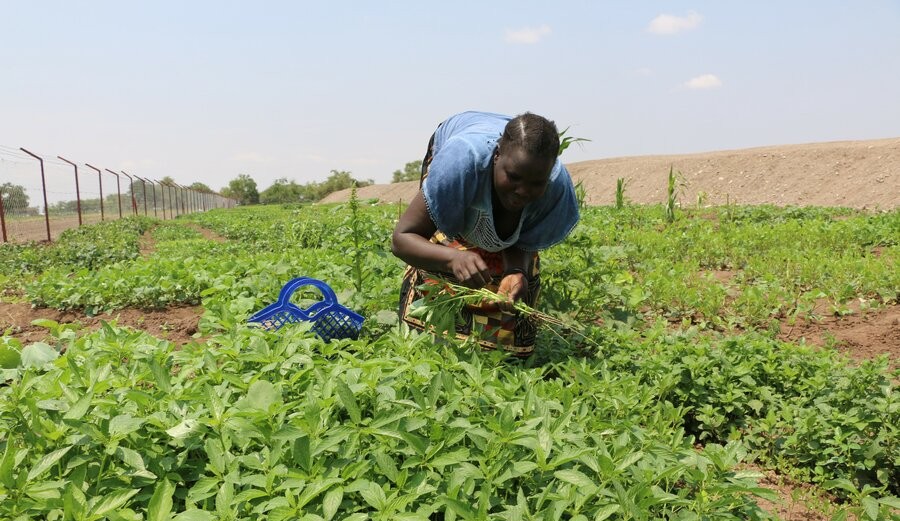 FAO, Feasibility of agriculture on drylands